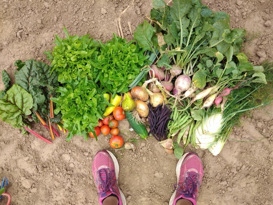 Bunte Gemüseernte vom Saisonacker auf dem Boden ausgebreitet — Mangold, Salat, Tomaten, Zwiebeln, Bohnen und mehr